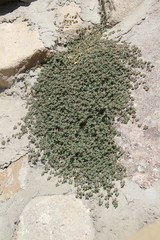 Euphorbia chamaesyce