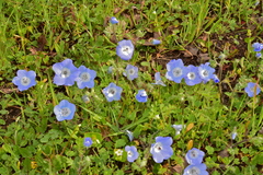 Nemophila menziesii