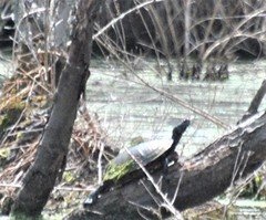 Pseudemys rubriventris