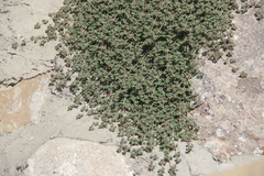 Euphorbia chamaesyce