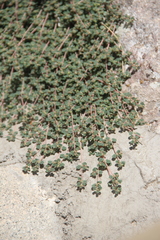 Euphorbia chamaesyce