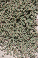 Euphorbia chamaesyce