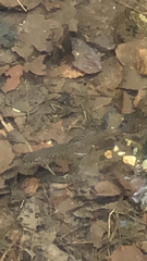 Salvelinus fontinalis