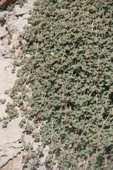 Euphorbia chamaesyce