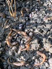 Lissotriton vulgaris