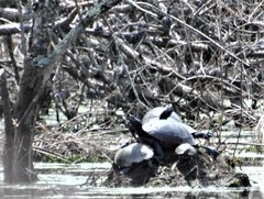 Pseudemys rubriventris