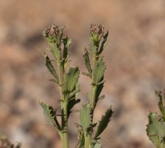 Adenophyllum cooperi