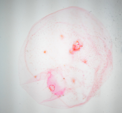 Russellaspis pustulans