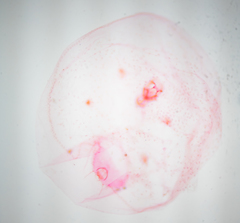 Russellaspis pustulans