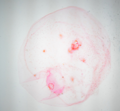 Russellaspis pustulans