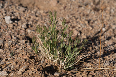 Adenophyllum cooperi