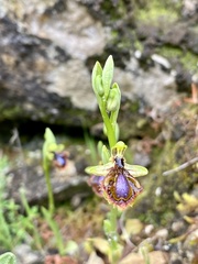 Ophrys speculum speculum