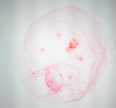 Russellaspis pustulans