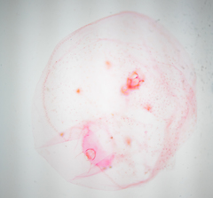 Russellaspis pustulans