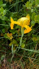 Iris xiphium lusitanica