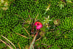 Disterigma empetrifolium