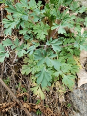 Capnoides sempervirens