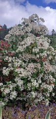 Photinia serrulata