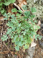 Capnoides sempervirens