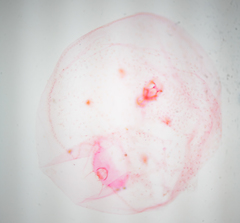 Russellaspis pustulans