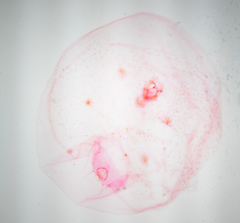 Russellaspis pustulans