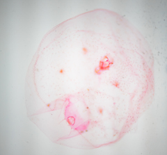 Russellaspis pustulans