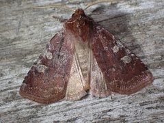 Cerastis tenebrifera