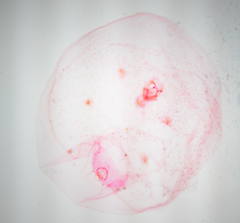 Russellaspis pustulans