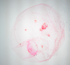 Russellaspis pustulans