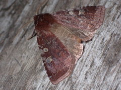 Cerastis tenebrifera