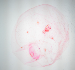 Russellaspis pustulans