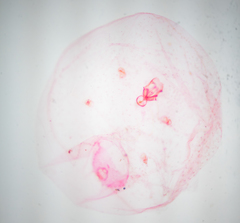 Russellaspis pustulans