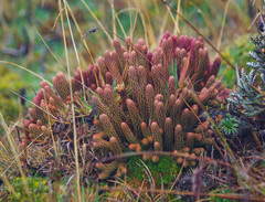 Phlegmariurus crassus