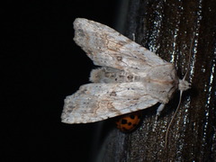 Lithophane signosa