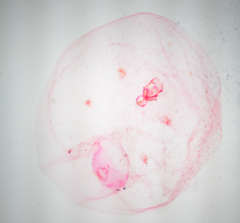 Russellaspis pustulans