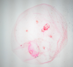 Russellaspis pustulans