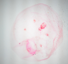 Russellaspis pustulans