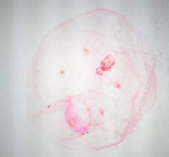 Russellaspis pustulans