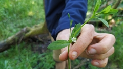 Stellaria alsine