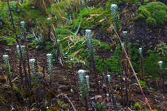 Lasiocephalus ovatus