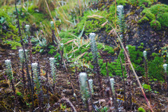 Lasiocephalus ovatus