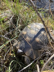 Testudo marginata