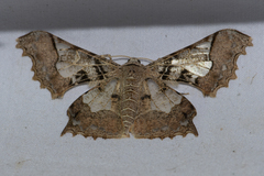 Krananda semihyalina