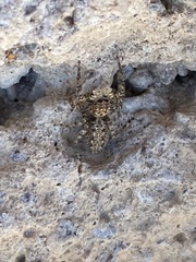 Platycryptus