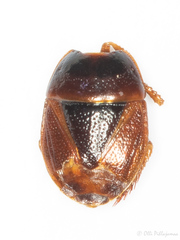 Microporus nigrita