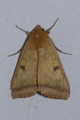 Ophiusa trapezium