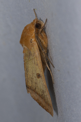 Ophiusa trapezium