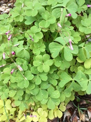 Oxalis articulata