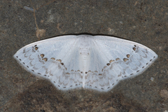 Teldenia specca