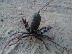 Mastigoproctus giganteus